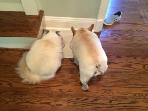 Image: Indy and Lola eating